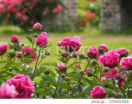 春の花　芍薬　ピンク 120482868
