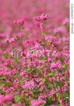 赤い蕎麦の花 赤い蕎麦の花 120482933
