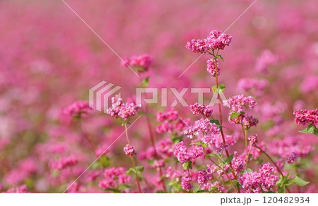 赤い蕎麦の花 120482934