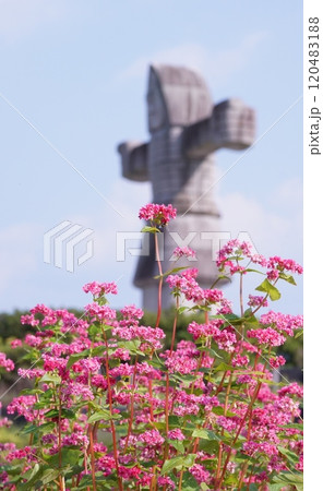 赤い蕎麦の花 120483188