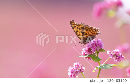 赤い蕎麦の花 120483190
