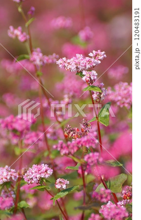 赤い蕎麦の花 120483191