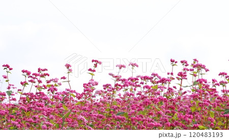 赤い蕎麦の花 赤い蕎麦の花 120483193