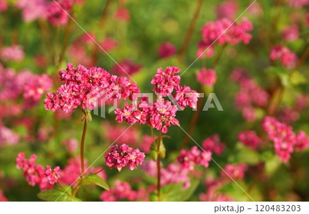 赤い蕎麦の花 120483203