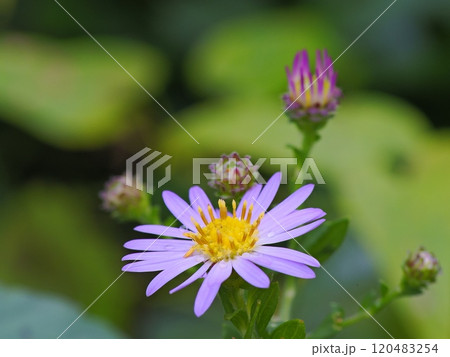 可憐な野菊の花 可憐な野菊の花 120483254