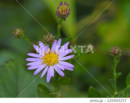 可憐な野菊の花 可憐な野菊の花 120483257