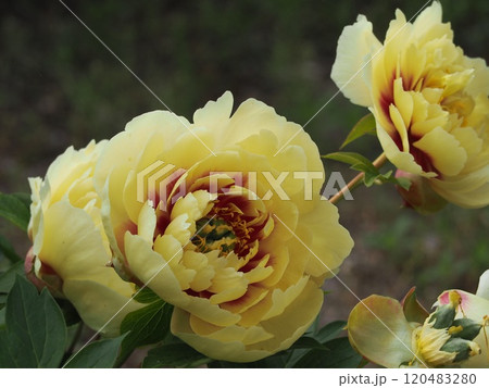 春の花　芍薬　オリエンタルゴールド 120483280