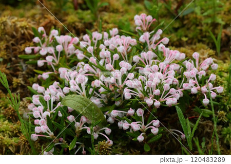 ヒメシャクナゲ 低木の花 小さい淡いピンク色 ヒメシャクナゲ 低木の花 小さい淡いピンク色 120483289