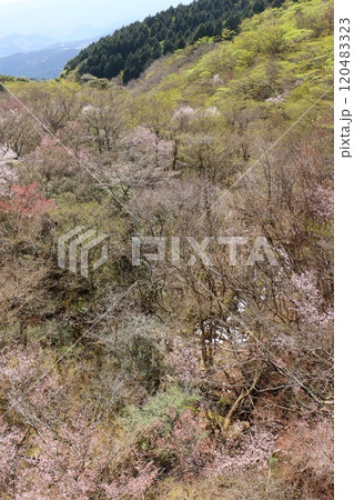 西伊豆スカイラインから広葉樹の芽吹きを眺める 120483323