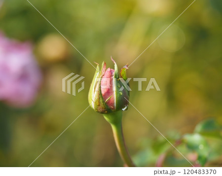 バラ　エモーションブルー　つぼみ 120483370