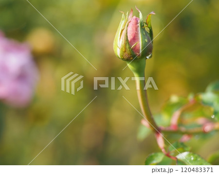 バラ　エモーションブルー　つぼみ 120483371