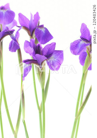 アヤメ　青紫色の花　日本的　明るい背景 120483426