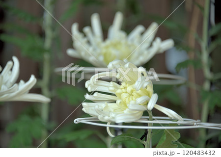 菊華 菊華 120483432