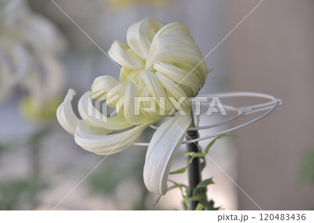 菊華 菊華 120483436