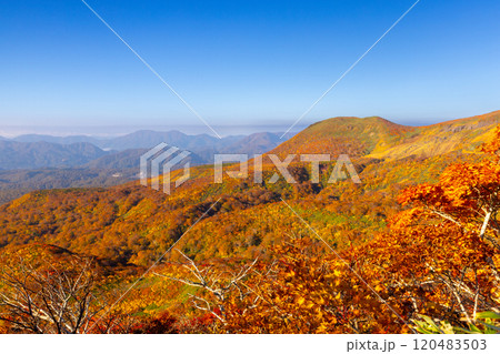 宮城県岩手県秋田県の三県にまたがる栗駒山　中央コースから望む斜面一面の鮮やかな紅葉と青空の景色 120483503
