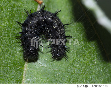 アカタテハ 幼虫 アカタテハ 幼虫 120483640