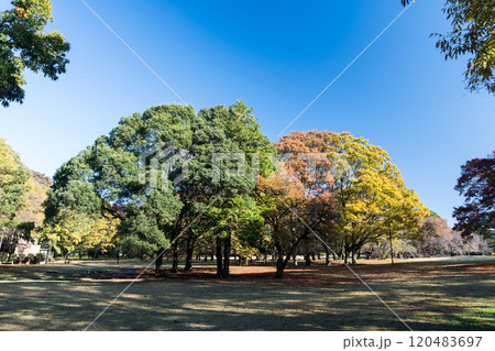 砧公園を散策　紅葉を楽しむ　秋晴れの青空　東京都世田谷区砧公園 120483697