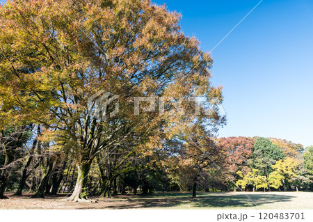 砧公園を散歩する　巨大な木　秋晴れの青空　東京都世田谷区砧公園 120483701