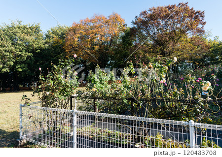 砧公園　みんなのひろば近くのバラ園　秋晴れの青空　東京都世田谷区砧公園 120483708