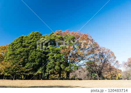 砧公園を散歩する　広々とした景色　秋晴れの青空　東京都世田谷区砧公園 120483714