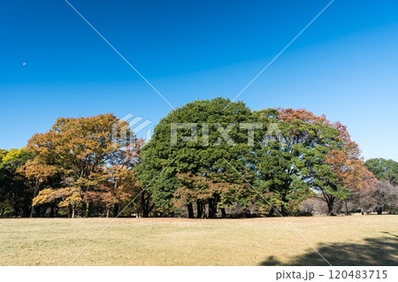 砧公園を散歩する　広大な景色　秋晴れの青空　東京都世田谷区砧公園 120483715