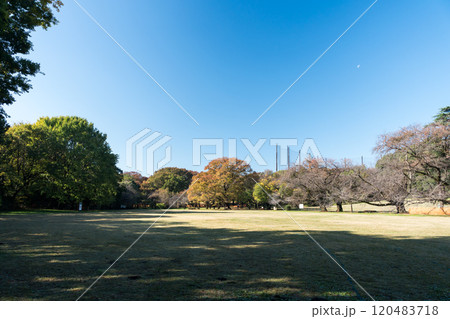 砧公園を散歩する　広大な芝生　秋晴れの青空　東京都世田谷区砧公園 120483718