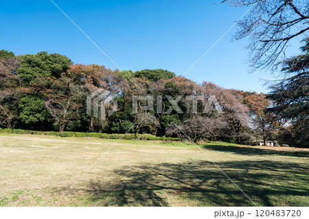 砧公園を散歩する　木々が連なる　秋晴れの青空　東京都世田谷区砧公園 120483720