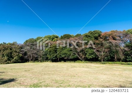 砧公園を散歩する　広大な芝生と木々　秋晴れの青空　東京都世田谷区砧公園 120483721