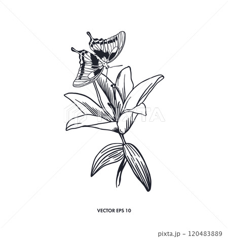 Lily with butterfly. Hand drawn vector illustration of flower and insect silhouette. Graphics. Cards, invitations, tattoo, labels, banners, posters. 120483889