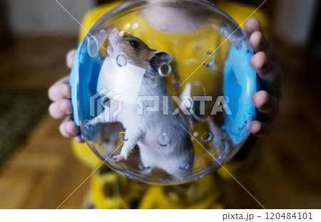Hamster walking ball. A transparent ball in which the rodent can run around the house. Syrian hamster on a walk in a carrier 120484101