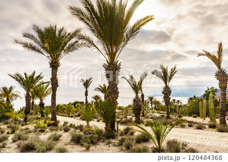 Palm trees and cactus on sea coast 120484368
