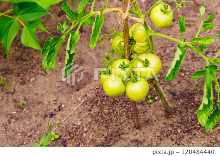 Green tomatoes growing in garden Green tomatoes growing in garden 120484440