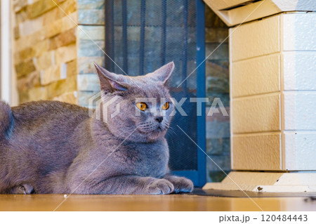Gray british cat at home Gray british cat at home 120484443