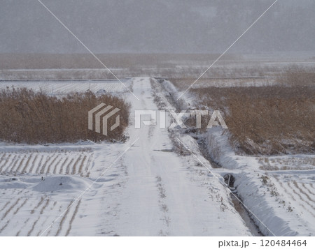 雪道 120484464