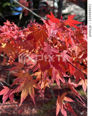 真っ赤な紅葉 真っ赤な紅葉 120484651