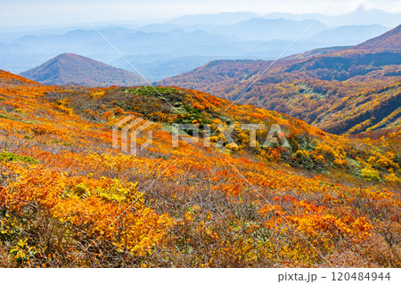 宮城県岩手県秋田県の三県にまたがる栗駒山 中央コースから望む斜面一面の鮮やかな紅葉の景色 宮城県岩手県秋田県の三県にまたがる栗駒山 中央コースから望む斜面一面の鮮やかな紅葉の景色 120484944