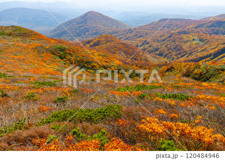 宮城県岩手県秋田県の三県にまたがる栗駒山 中央コースから望む斜面一面の鮮やかな紅葉の景色 宮城県岩手県秋田県の三県にまたがる栗駒山 中央コースから望む斜面一面の鮮やかな紅葉の景色 120484946