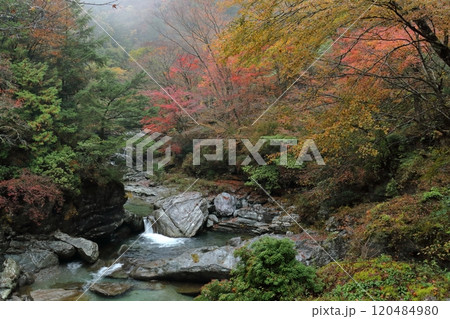 渓谷を彩る紅葉 瀬戸川渓谷 (高知県 土佐町) 渓谷を彩る紅葉 瀬戸川渓谷 (高知県 土佐町) 120484980