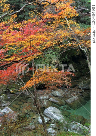 瀬戸川と紅葉　（高知県　土佐町　瀬戸川渓谷） 120484981