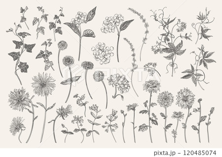 Set with autumn flowers B&W 120485074