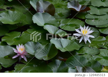 白い睡蓮の花 120485313