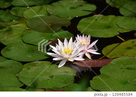 黄色いスイレン 120485584