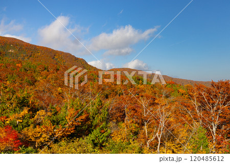 宮城県岩手県秋田県の三県にまたがる栗駒山 いわかがみ平から望む斜面一面の鮮やかな紅葉と青空の景色 宮城県岩手県秋田県の三県にまたがる栗駒山 いわかがみ平から望む斜面一面の鮮やかな紅葉と青空の景色 120485612