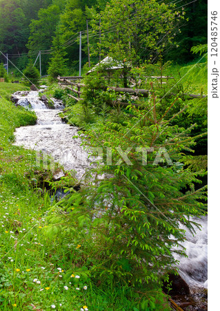 water stream flowing through forest. wonderful ecosystem. green environment in summer. woods of synevyr national park of ukraine 120485746