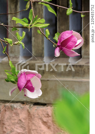 purple magnolia in full bloom. showy flower. beautiful nature spring background. exotic scent purple magnolia in full bloom. showy flower. beautiful nature spring background. exotic scent 120485752