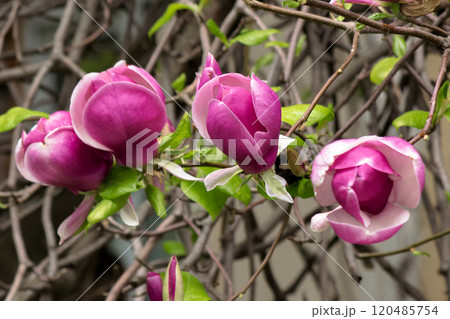 purple magnolia in full bloom. blooming flora. beautiful nature spring background. fragrant purity purple magnolia in full bloom. blooming flora. beautiful nature spring background. fragrant purity 120485754