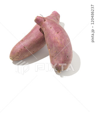さつまいもを白背景で撮影 さつまいもを白背景で撮影 120486237