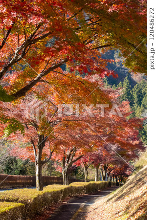 秋の妙義山　妙義山パノラマパークの紅葉 120486272