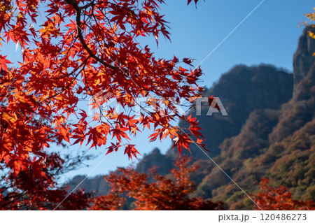 秋の妙義山 妙義山パノラマパークの紅葉 秋の妙義山 妙義山パノラマパークの紅葉 120486273