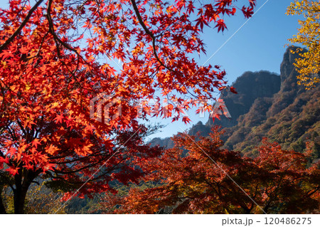 秋の妙義山 妙義山パノラマパークの紅葉 秋の妙義山 妙義山パノラマパークの紅葉 120486275